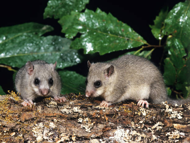 istock Edible Dormouse, glis glis, Pair 1250414362
