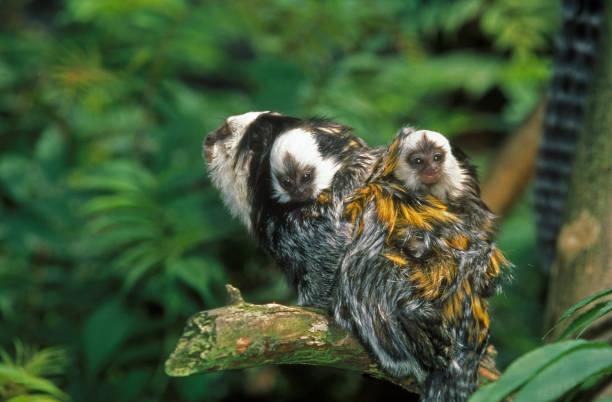 Geoffroy's Tufted Ear Marmoset, callithrix geoffroyi, Female carrying baby on its back Geoffroy's Tufted Ear Marmoset, callithrix geoffroyi, Female carrying baby on its back callithrix geoffroyi stock pictures, royalty-free photos & images