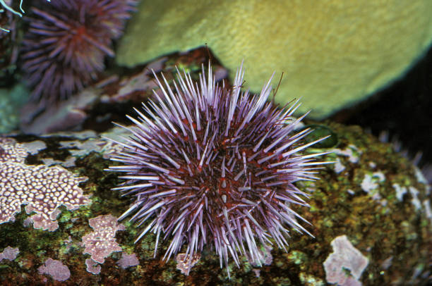 Purple Sea Urchin, strongylocentrotus purpuratus, California Purple Sea Urchin, strongylocentrotus purpuratus, California purple sea urchin stock pictures, royalty-free photos & images