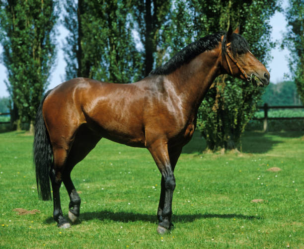 istock Connemara Pony, Adult 1250414405
