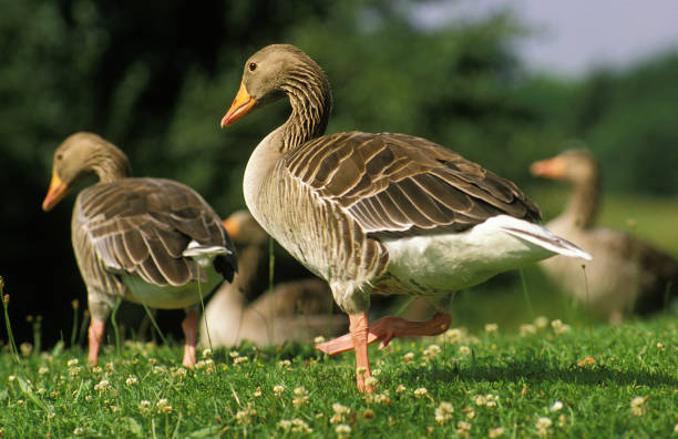 istock Greylag Goose, anser anser, Adults 1250414428