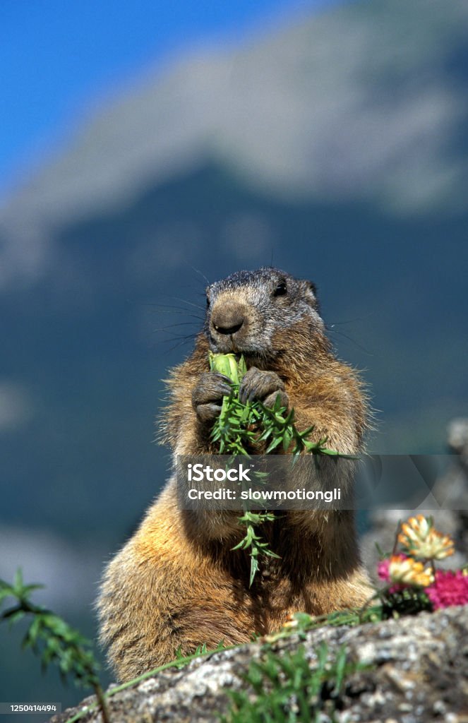 Alpine Marmot Marmota Marmota Adult Eating Dandelion French Alps Stock  Photo - Download Image Now - iStock