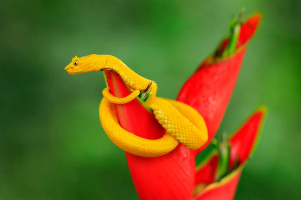 istock Poison danger viper snake from Costa Rica. Yellow Eyelash Palm Pitviper, Bothriechis schlegeli, on red wild flower. Wildlife scene from tropic forest. Bloom with snake in Central America. Wildlife Costa Rica 1250415321