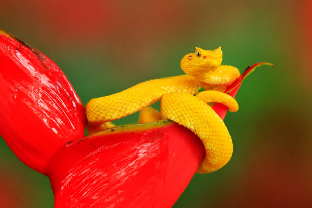 istock Yellow Eyelash Palm Pitviper, Bothriechis schlegeli, on red wild flower. Wildlife scene from tropic forest. Bloom with snake in America. Wildlife Poison danger viper snake from Costa Rica. 1250415329