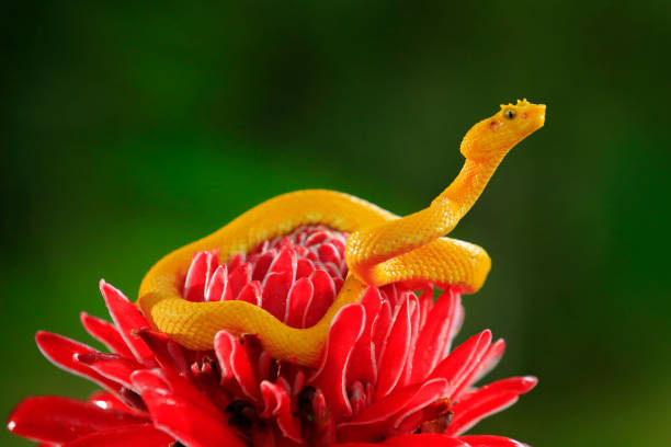 Poison snake from tropic forest. Yellow Eyelash Palm Pitviper, Bothriechis schlegeli, on the red wild flower. Wildlife scene from tropic forest. Bloom with snake in America.