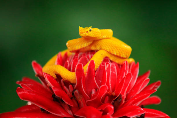 istock Poison danger viper snake from Costa Rica. Yellow Eyelash Palm Pitviper, Bothriechis schlegeli, on red wild flower. Wildlife scene from tropic forest. Bloom with snake in Central America. Wildlife Costa Rica 1250415342