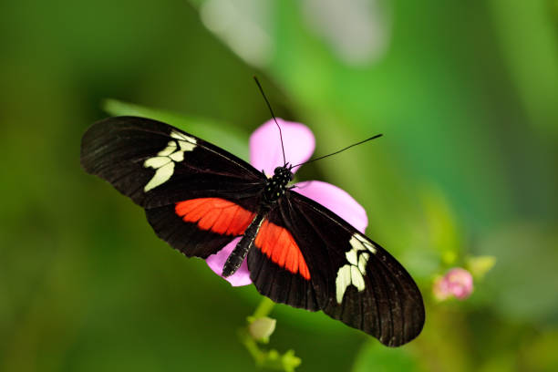 istock Butterfly Montane Longwing, Heliconius clysonymus, in nature habitat. Nice insect from Costa Rica in the green forest. Butterfly sitting on the leave from South America 1250415581