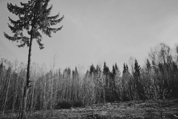 Horizontal black and white river landscape background