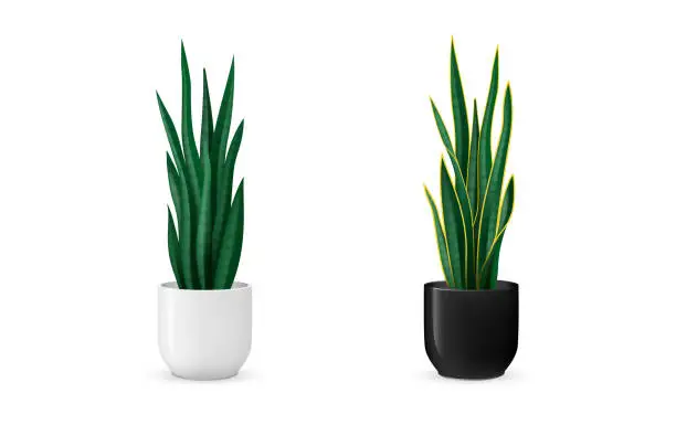 Vector illustration of Snake plant vector illustration. Variety of Sansevieria plants on black and white ceramic plant pots. Dracaena trifasciata. 3D looking design.