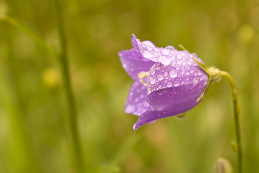 Purple bell flower with dew drops. Close up. Selective focus