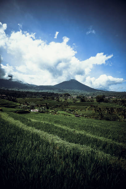 istock Green Rice Fields Of Bali, Indonesia 1250418124