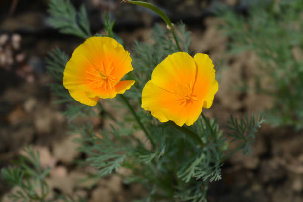 istock Golden poppy flower 1250418270