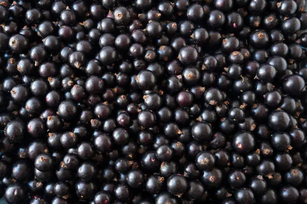 Background of black currants. Fresh berries closeup. Top view. Background of fresh berries. Various fresh summer fruits.  Background of blackcurrants. Antiviral treatment. Coronavirus prevention.