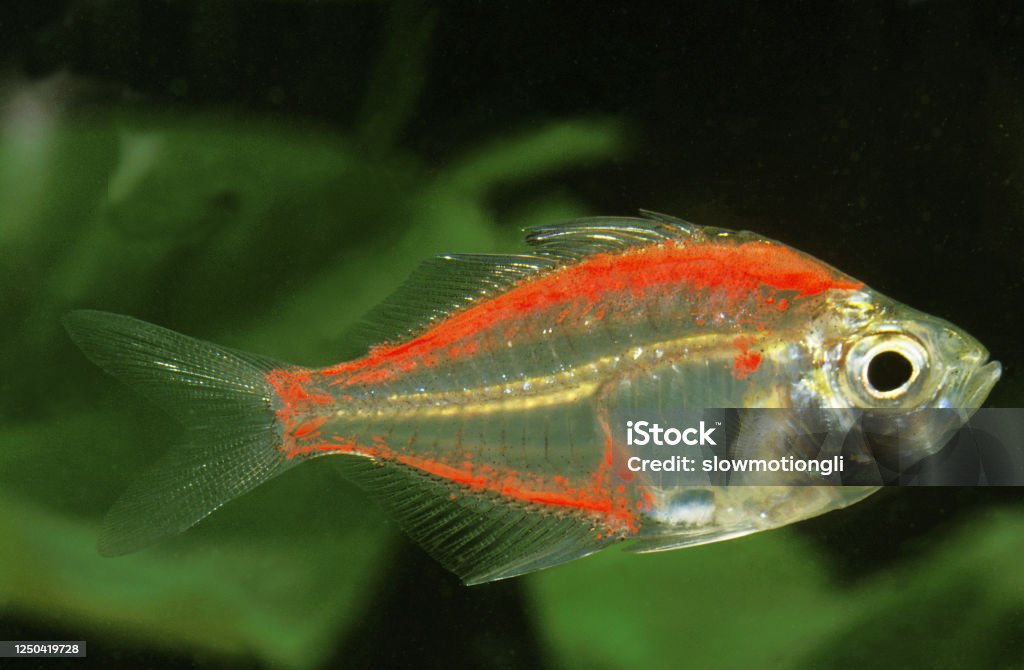 Glassfish, chanda ranga color, Adult Animal Stock Photo