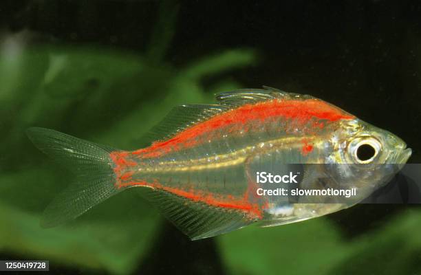 Glassfish Chanda Ranga Color Adult Stock Photo - Download Image Now - Animal, Animal Themes, Animals In Captivity