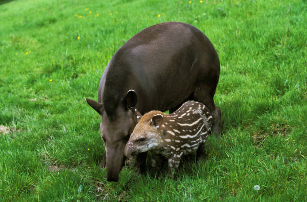 tiefland tapir, tapirus terrestris, weiblich mit kalb - tapir stock-fotos und bilder