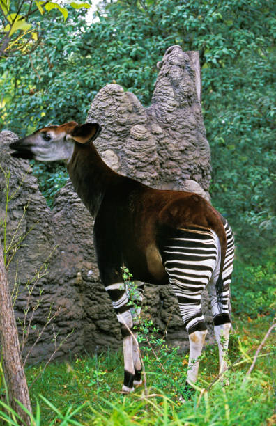 istock Okapi, okapia johnstoni, Female 1250419879