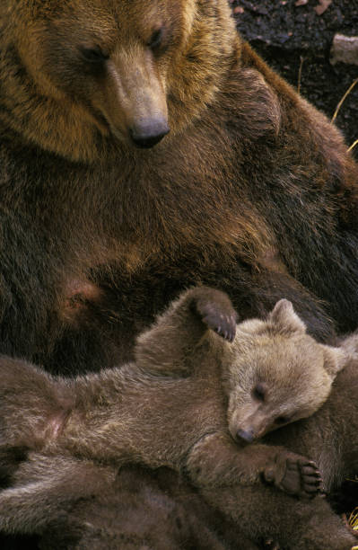 istock Brown Bear, ursus arctos, Mother with Cub 1250419928