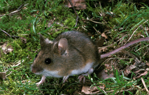 istock Long-Tailed Field Mouse, apodemus sylvaticus, Adult 1250419932
