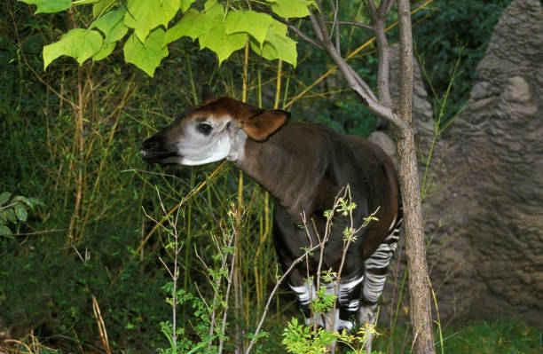 istock Okapi, okapia johnstoni, Female 1250419947