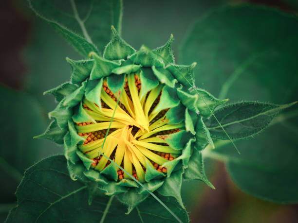 istock Close up sun flower with blurred background 1250421499