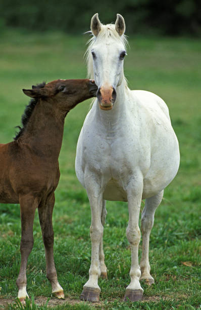 istock Lipizzan Horse, Mare with Foal 1250421570