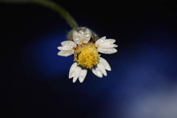 istock Yellow flower with white petals 1250421574