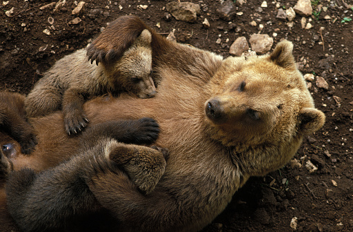 Brown Bear, ursus arctos, Female with cub suckling