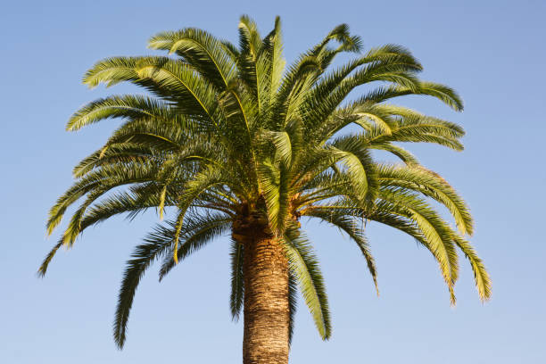 istock Palm tree in La Palma, Canaries 1250421827