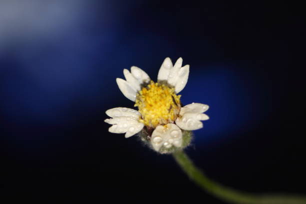 istock Yellow flower with white petals 1250421917
