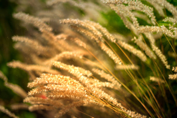 Grass with a blurry background close-up. Plants and blurred background