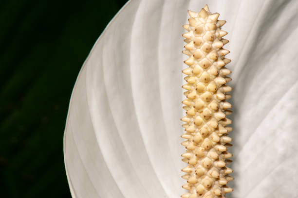 istock Macro photo of a flower 1250422502