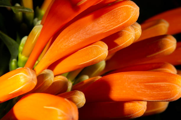 istock Macro photo of a flower 1250423078