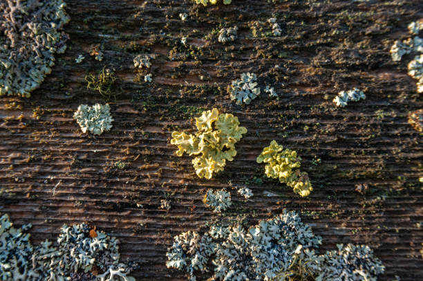 istock old boards of overgrown moss 1250423353