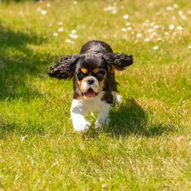 istock a cute puppy running on the lawn 1250423509