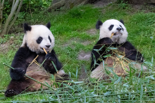 istock Giant pandas, bear pandas 1250423630