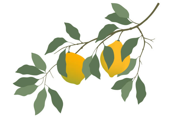 ein zitronenbaumzweig mit zwei gelben zitronen und grünen blättern auf weißem grund isoliert. abbildung einer zitronenpflanze gezeichnet tropischen zitruszweig mit früchten. realistische zitrone auf einer anch mit früchten. realistische zitrone auf ei - lemon lemon tree tree branch stock-grafiken, -clipart, -cartoons und -symbole