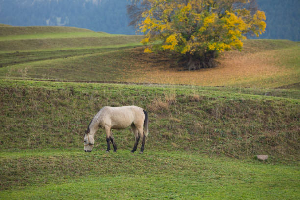 Savsat Artvin / Turkey