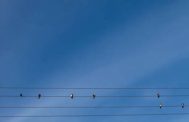Photo of Swallows sit on wires against a bright blue sky, like musical notes