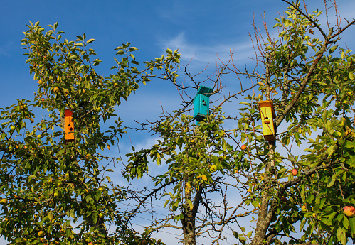 Three colorful wooden birdhouses hang on an Apple tree against a bright blue sky