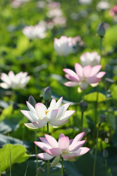Japanese lotus