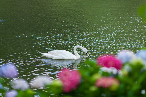 Full length high angle view of white swan swimming at Lake Eola in Orlando, Florida on a summer day.