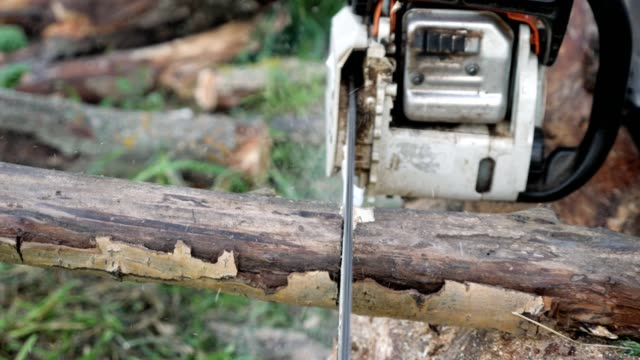 Close-up of sawing a dry branch with a chainsaw