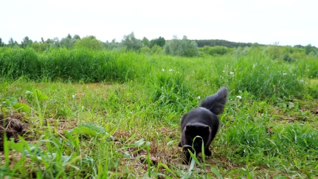 Black playful cat with a fluffy tail runs in tall grass