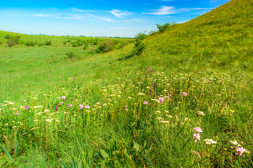 Green hills and blooming meadows on a summer day