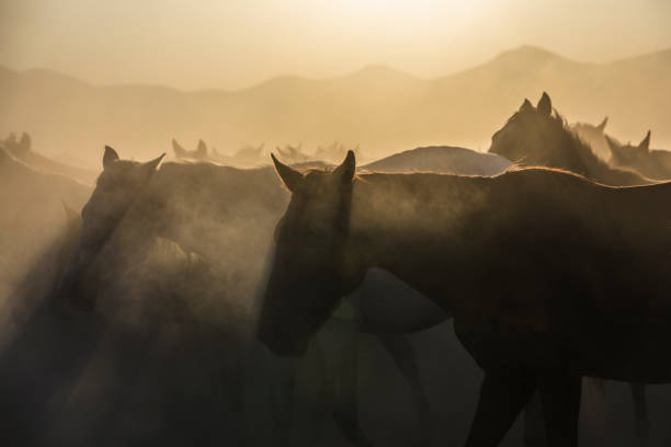 istock Horses in Foggy 1250428597