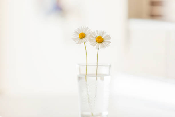 deux daisy - daffodil bouquet isolated on white petal photos et images de collection