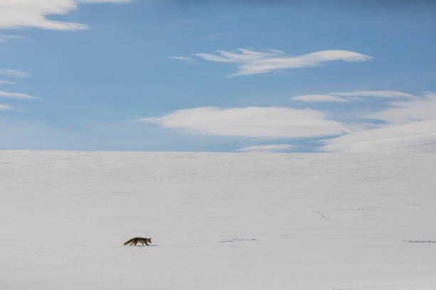 istock Fox in Winter Season 1250430783