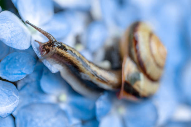 Hydrangea and snail photographed in the rain