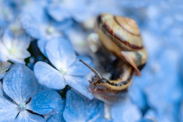 Hydrangea and snail photographed in the rain